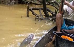 Mancing Ikan Besar Di Sungai